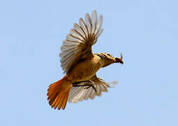 Moussier's Redstart