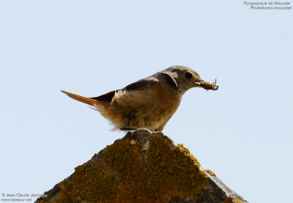 Moussier's Redstart female adult, feeding habits, Behaviour