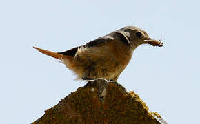 Moussier's Redstart