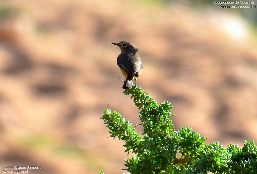 Moussier's Redstart female, Behaviour