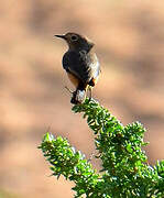 Moussier's Redstart