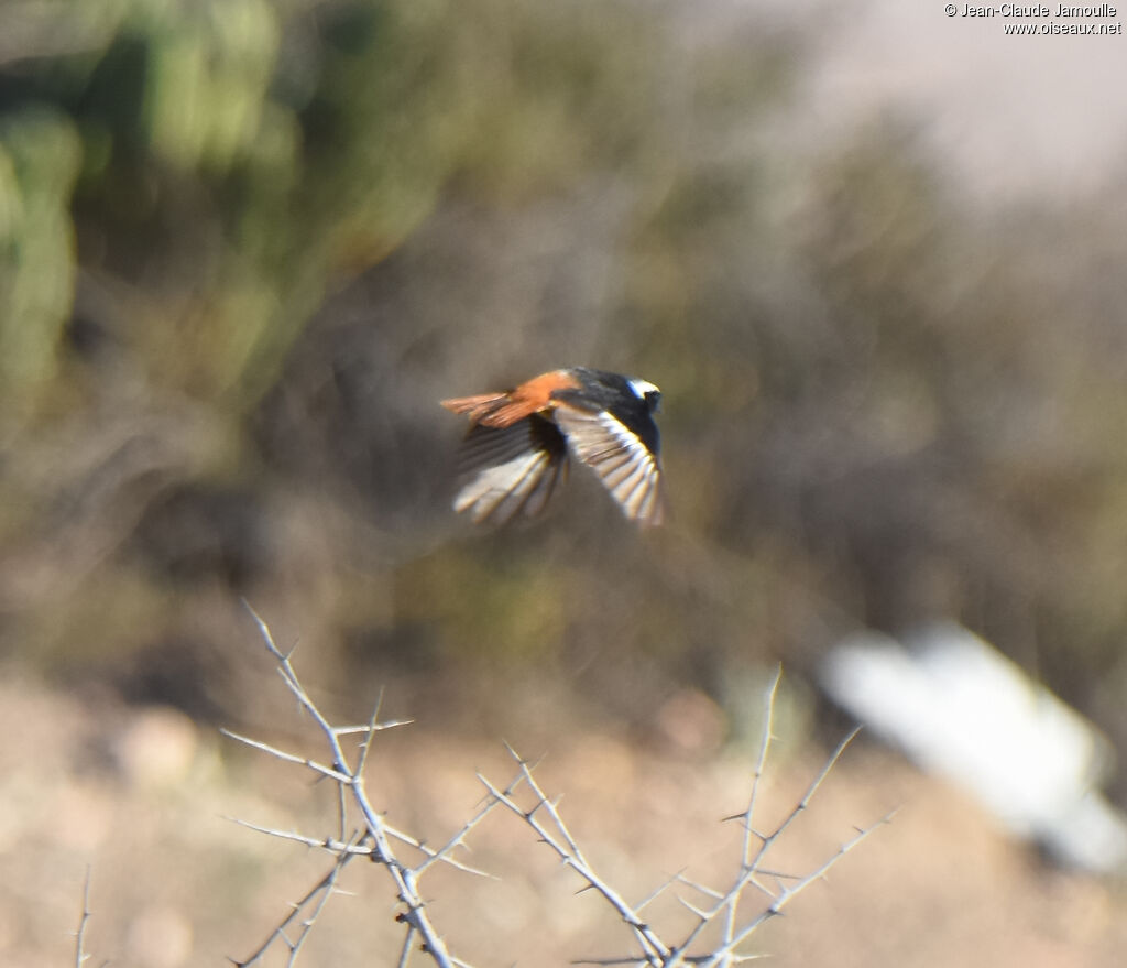 Moussier's Redstart male