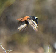 Moussier's Redstart