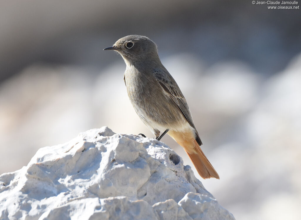 Black Redstart