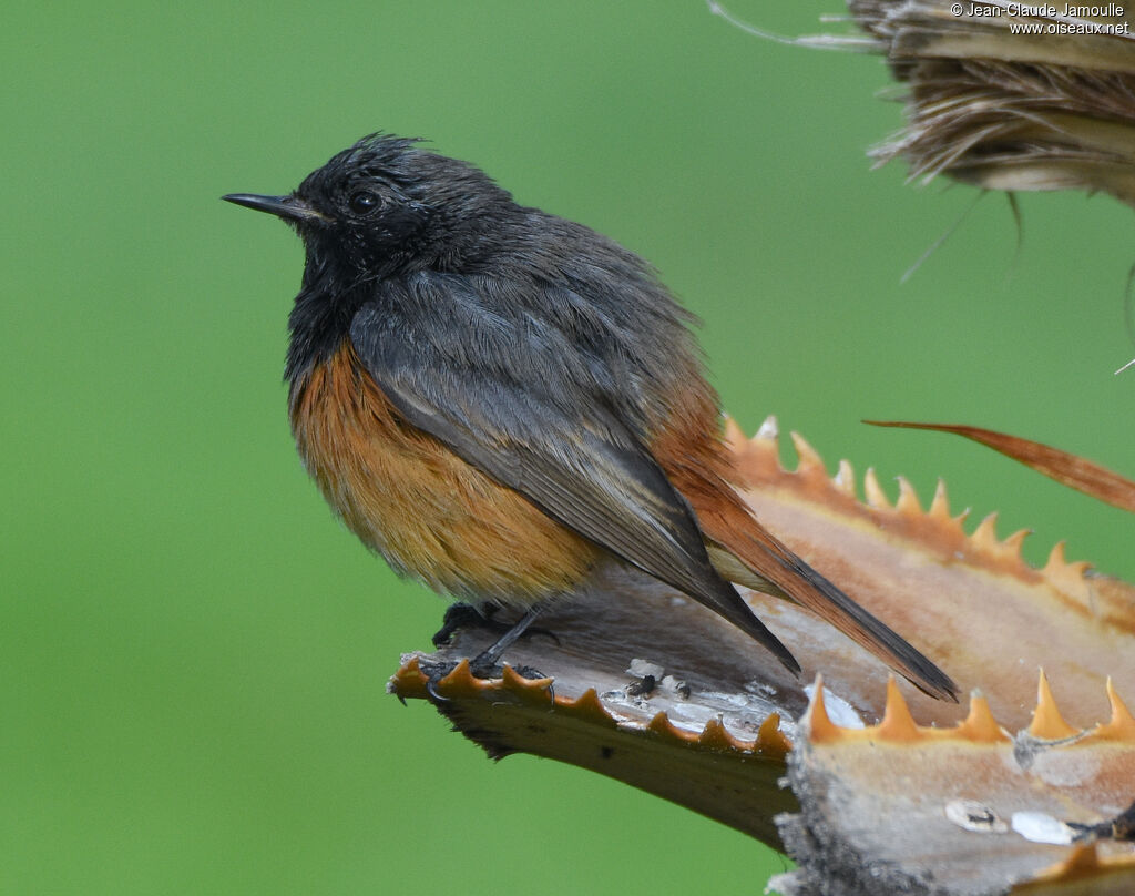 Black Redstart male