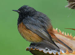 Black Redstart