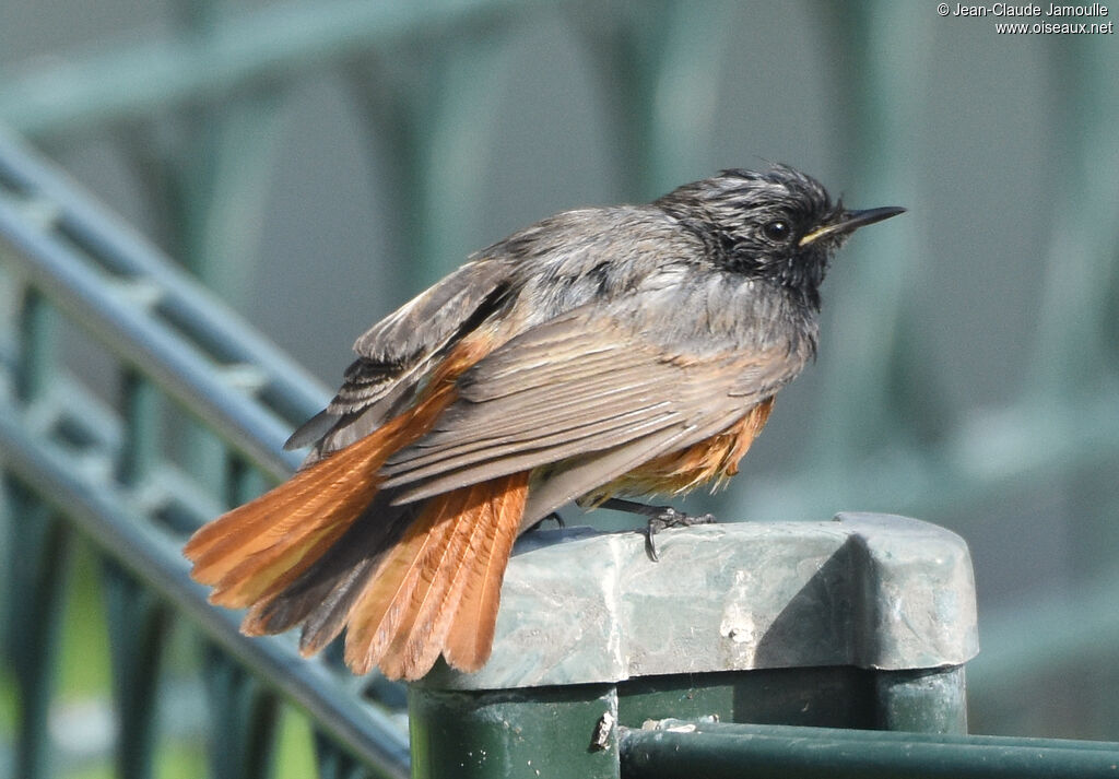 Black Redstart male