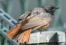 Black Redstart