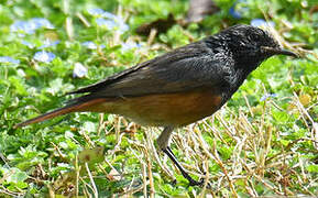 Black Redstart