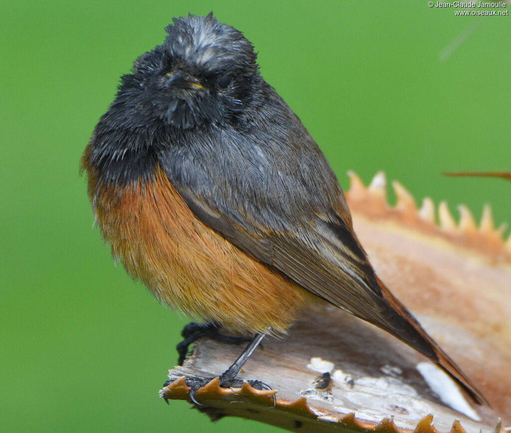 Black Redstart