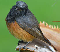 Black Redstart