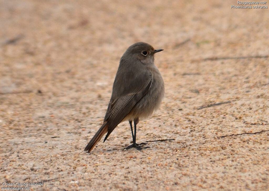 Black Redstart