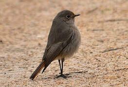 Black Redstart