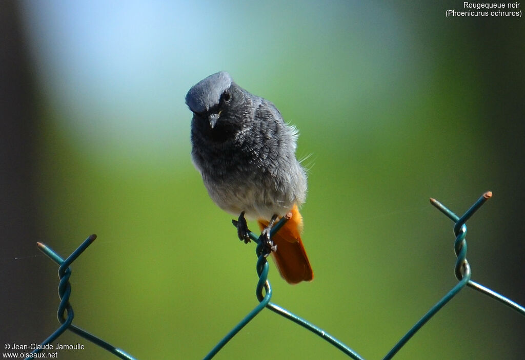 Black Redstart