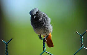 Black Redstart