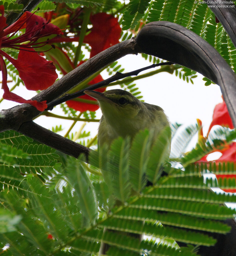 Rousserolle de Nuku Hiva