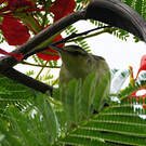 Rousserolle de Nuku Hiva