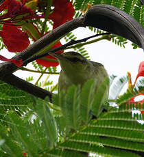 Rousserolle de Nuku Hiva