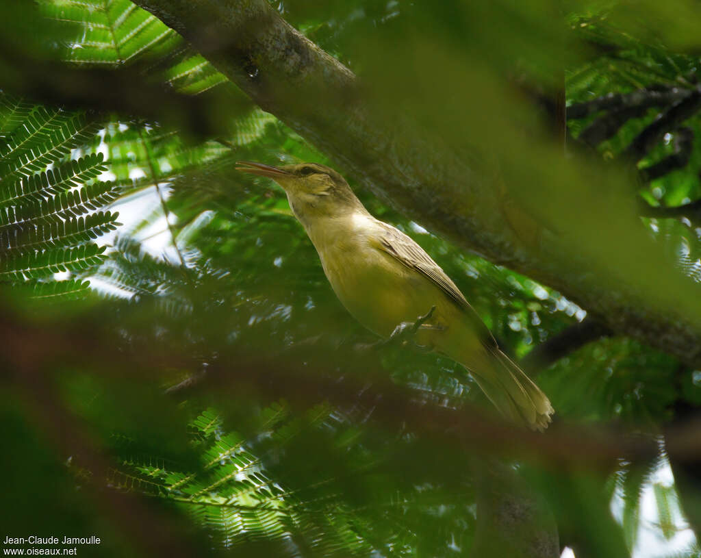 Northern Marquesan Reed Warbleradult, song