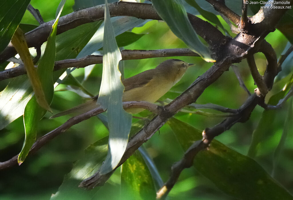 Black-browed Reed Warbler