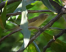 Black-browed Reed Warbler