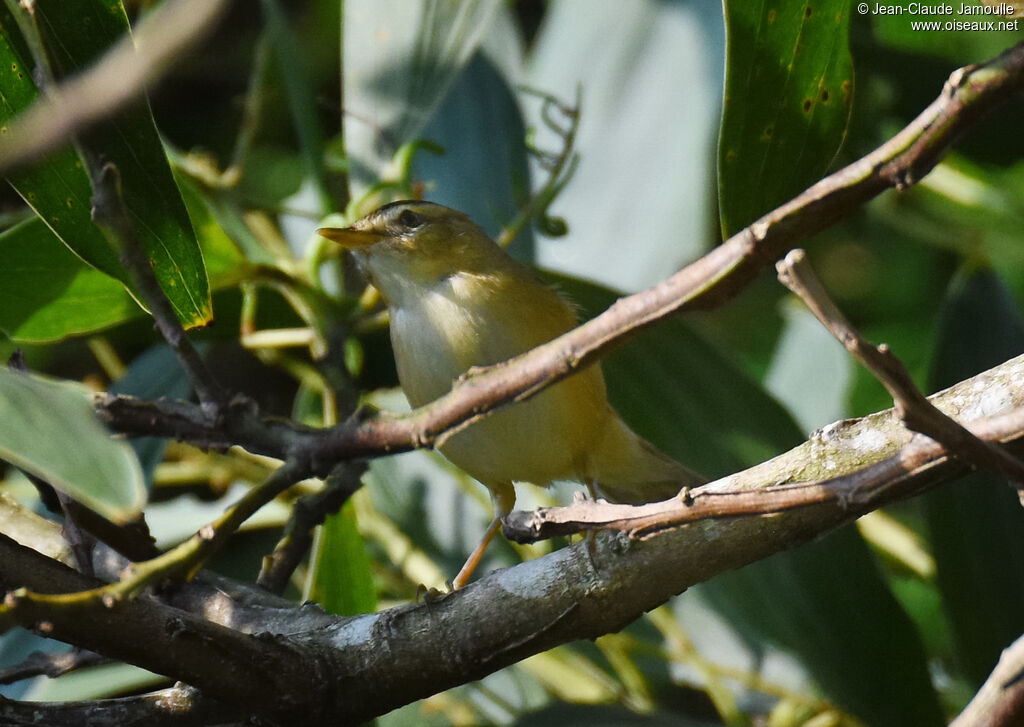 Black-browed Reed Warbler