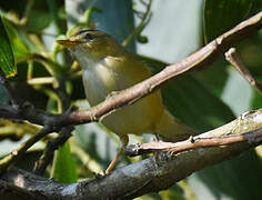 Black-browed Reed Warbler