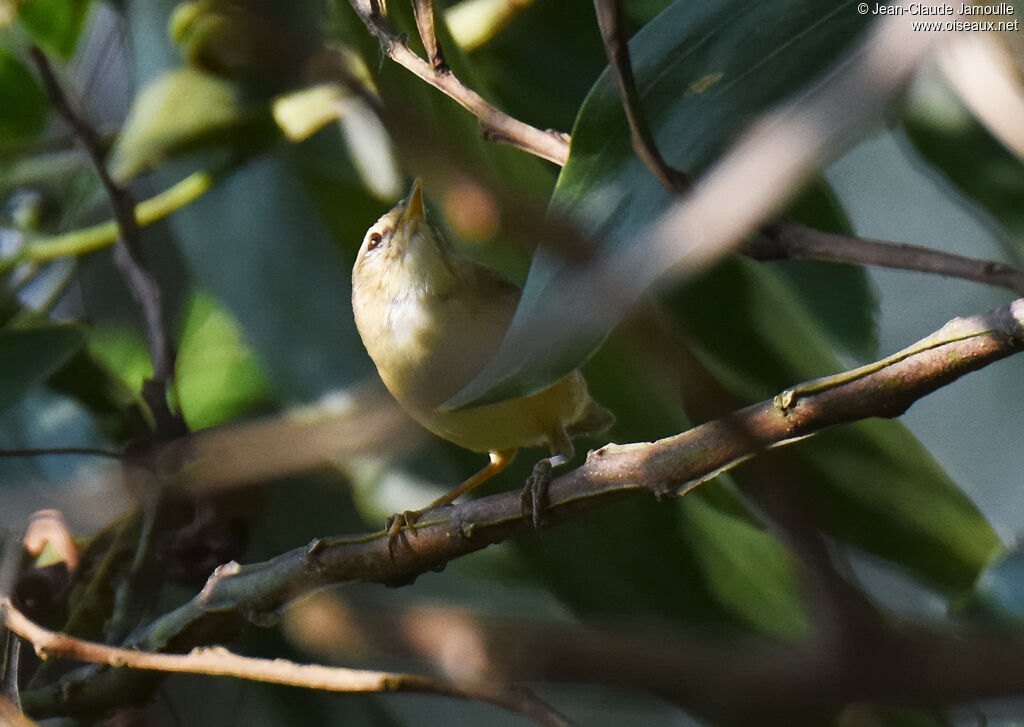 Black-browed Reed Warbler