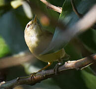 Black-browed Reed Warbler