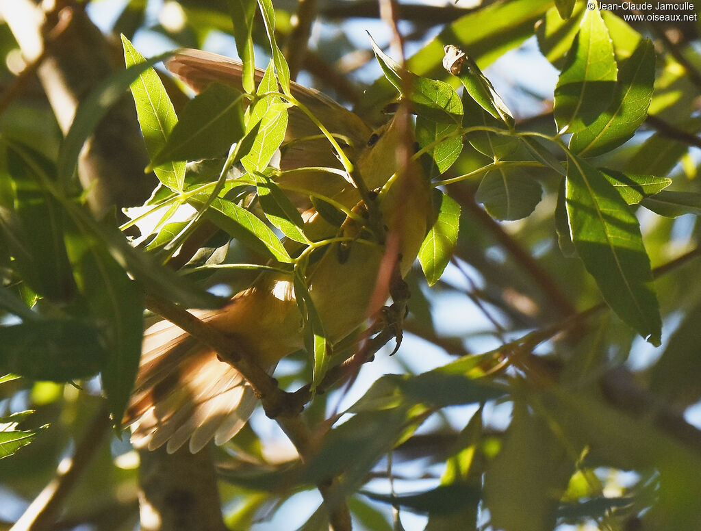 Common Reed Warbler