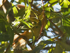 Eurasian Reed Warbler