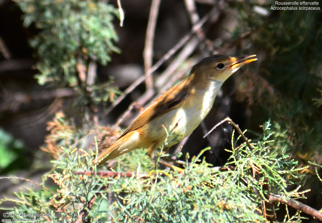 Eurasian Reed Warbler, Behaviour