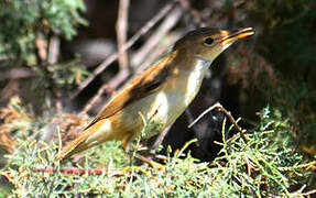 Eurasian Reed Warbler