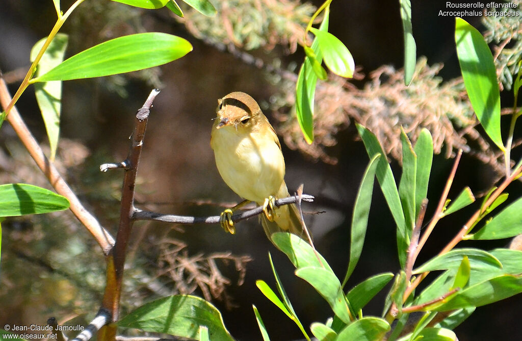 Common Reed Warbler, Behaviour