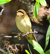 Eurasian Reed Warbler