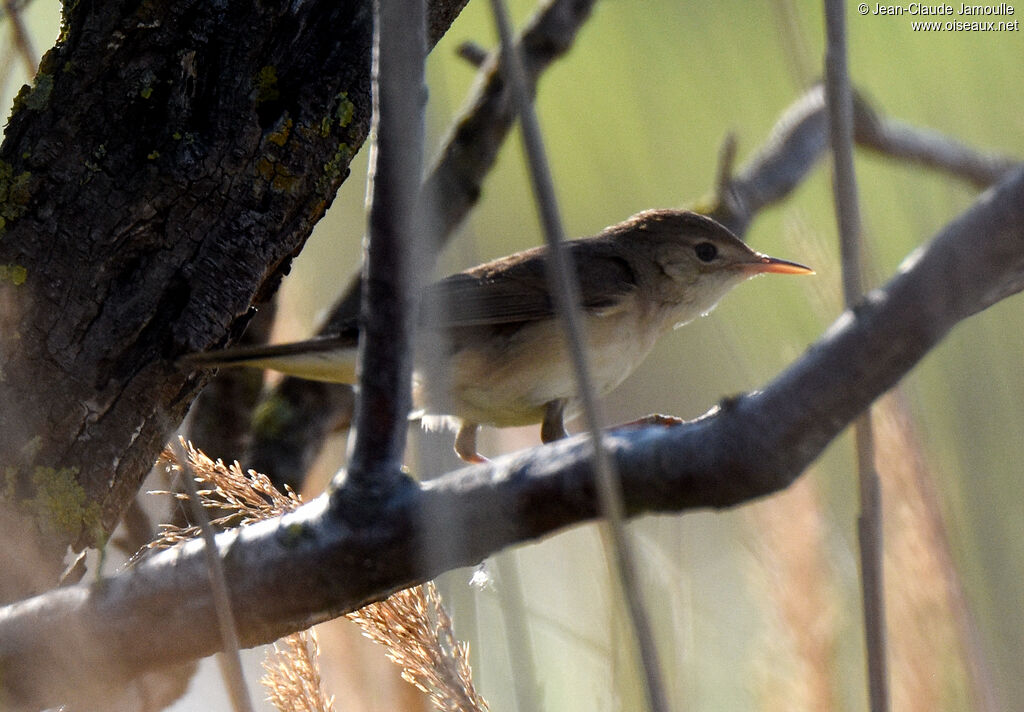 Eurasian Reed Warbler