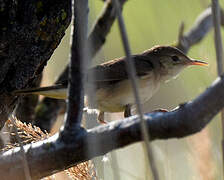 Common Reed Warbler