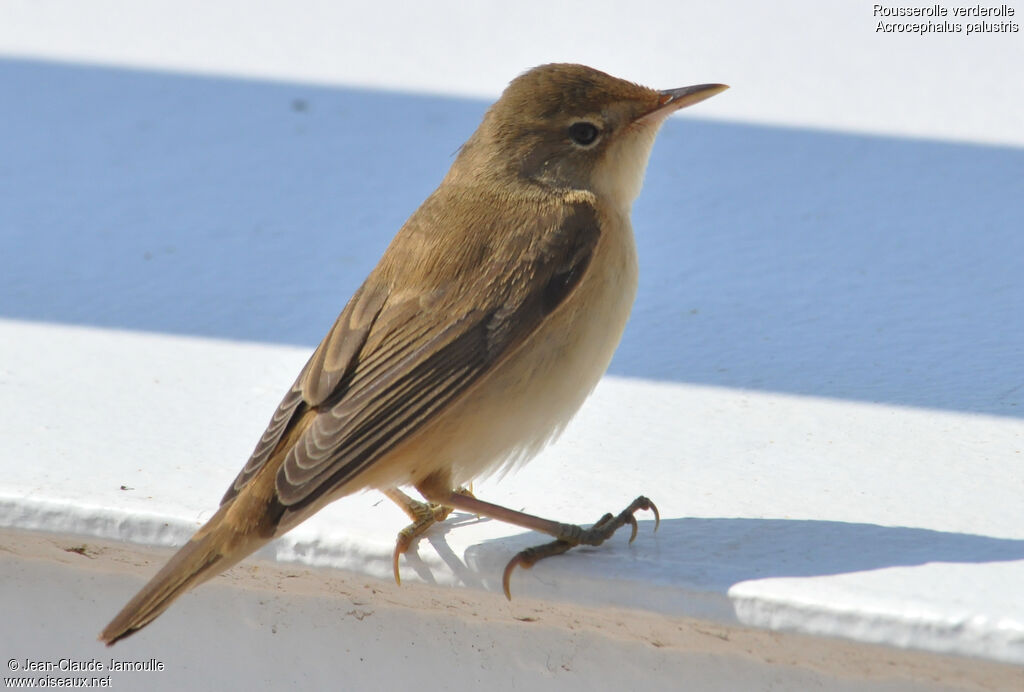 Marsh Warblerimmature