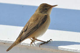 Marsh Warbler