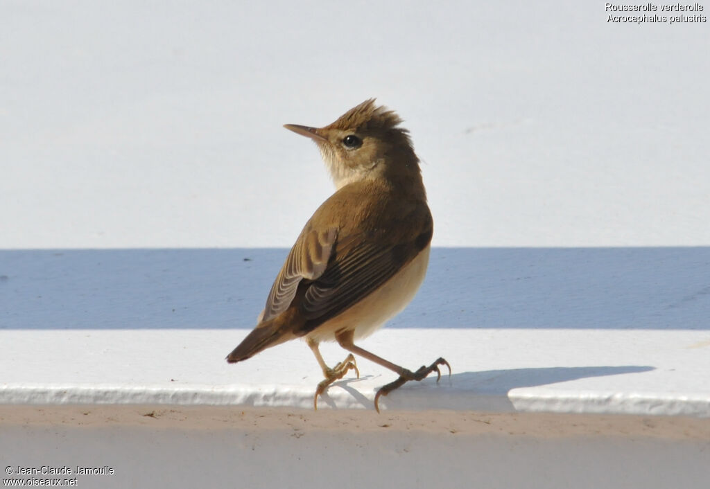 Marsh Warblerimmature