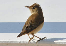 Marsh Warbler