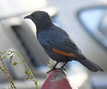 Tristram's Starling