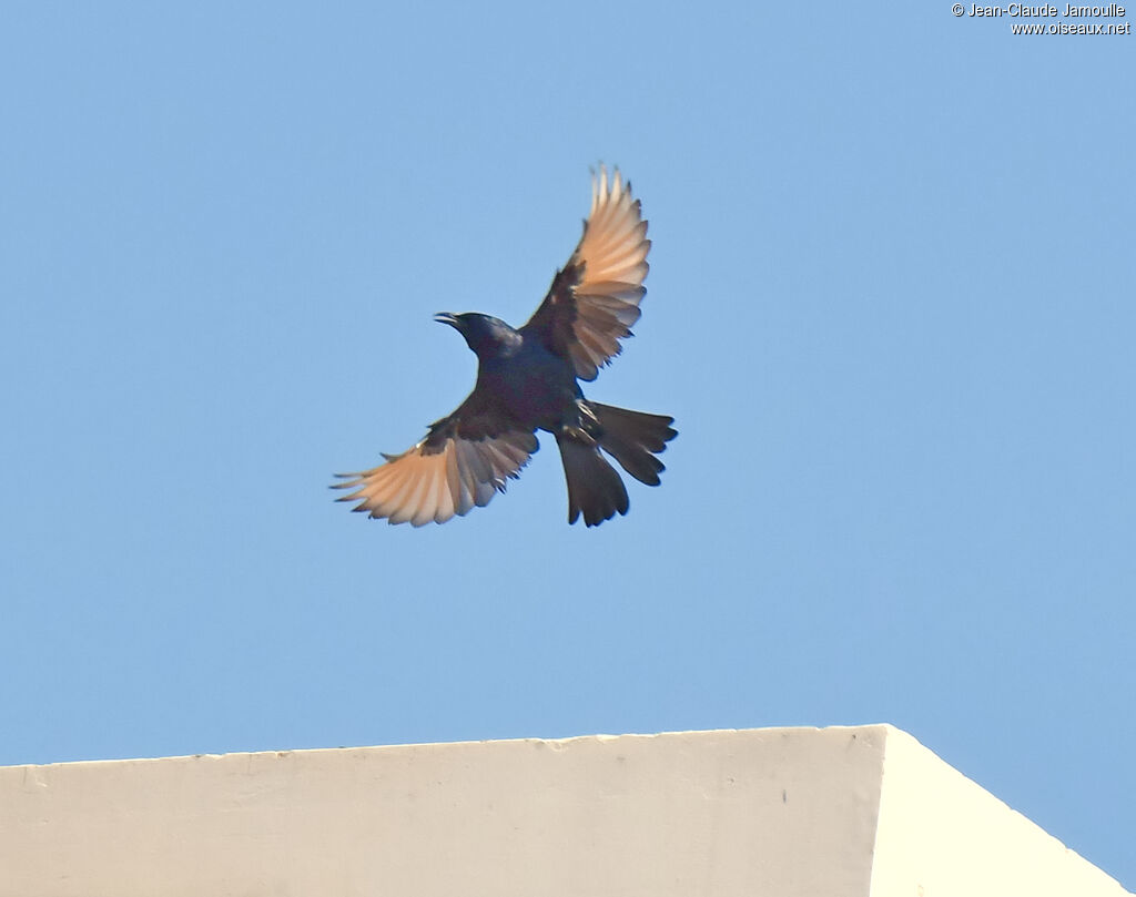 Tristram's Starling