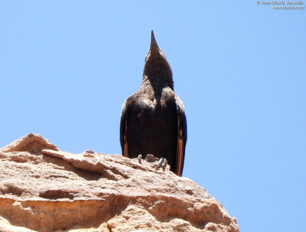 Tristram's Starling female adult