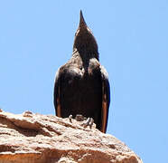 Tristram's Starling