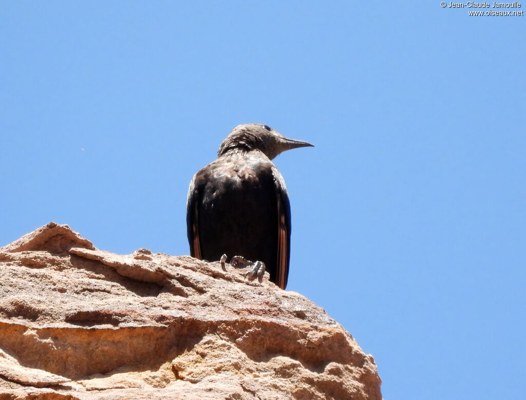 Tristram's Starling female adult