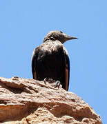 Tristram's Starling