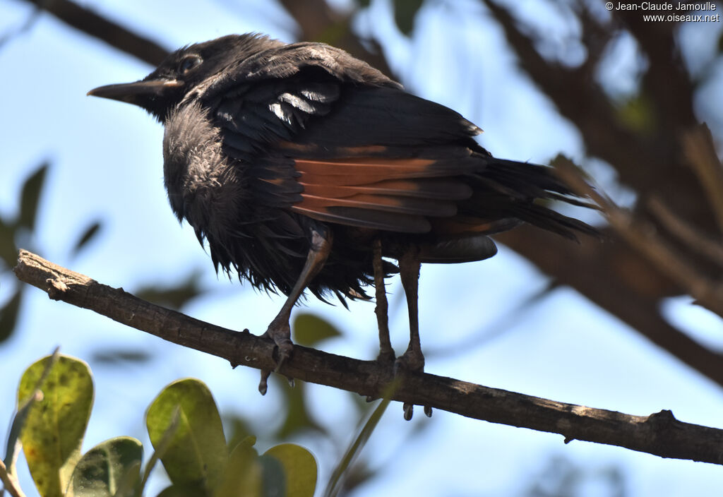 Red-winged Starling male