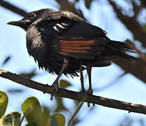 Red-winged Starling