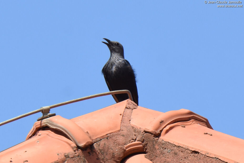 Red-winged Starling female